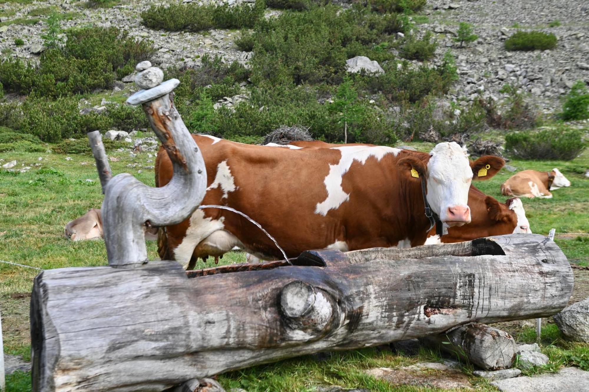 Agriturismo Bosco D'Oro Livigno Ngoại thất bức ảnh