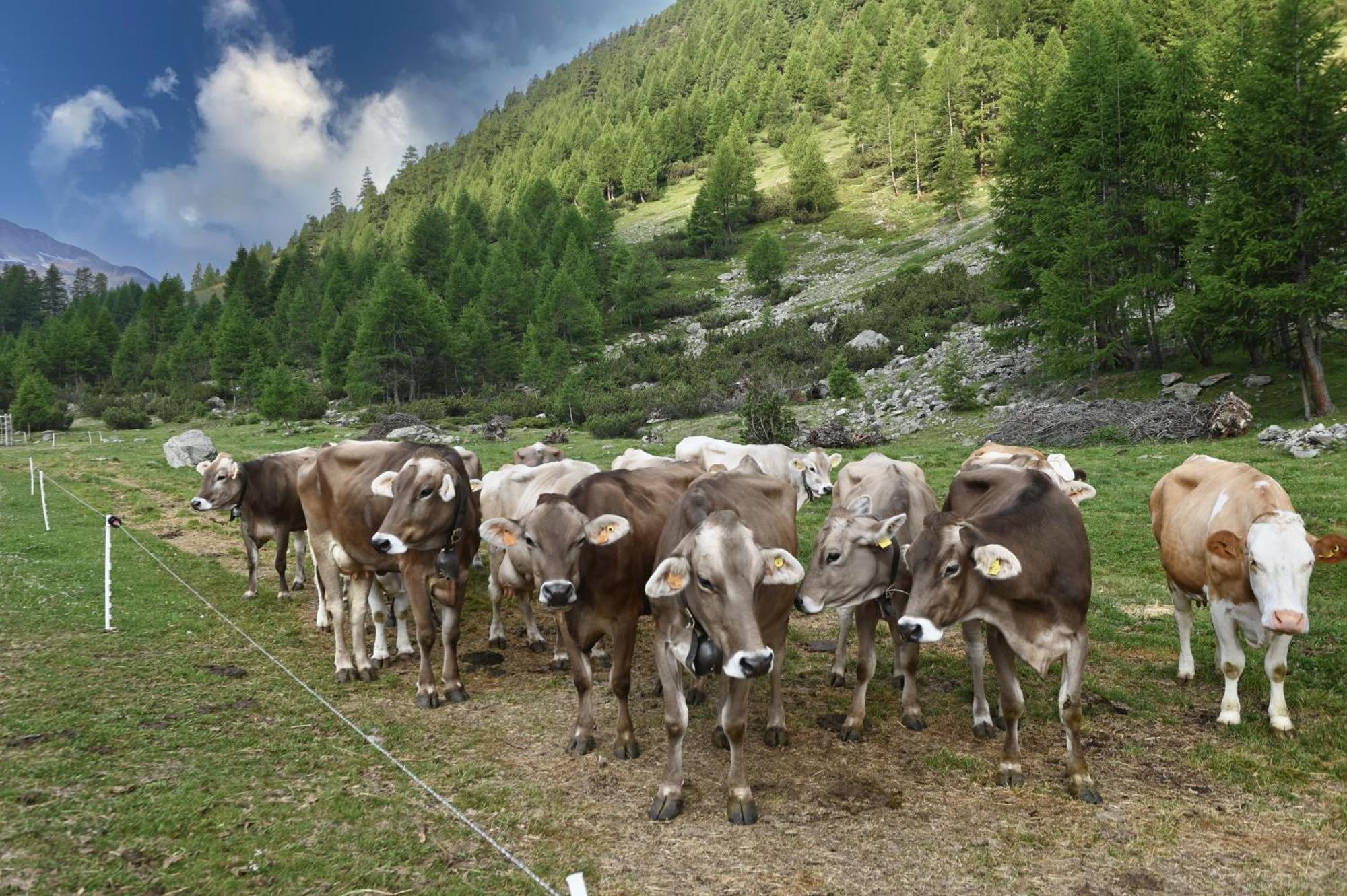 Agriturismo Bosco D'Oro Livigno Ngoại thất bức ảnh